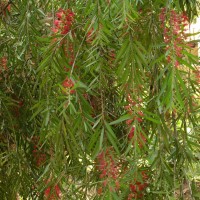 Melaleuca viminalis (Sol. ex Gaertn.) Byrnes